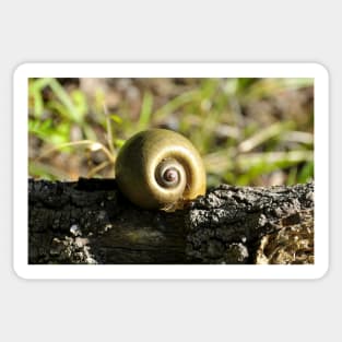 Snail Sticker